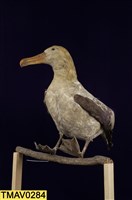 藏品(短尾信天翁)的圖片